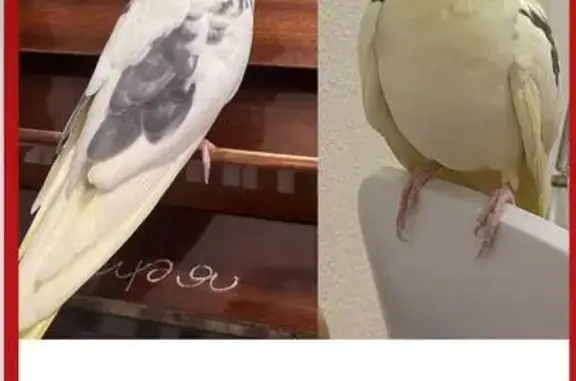 Пропал попугай, ул. Малое Понизовье, 4