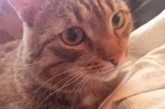 Пропала кошка, ул. Макаренко, Кизел