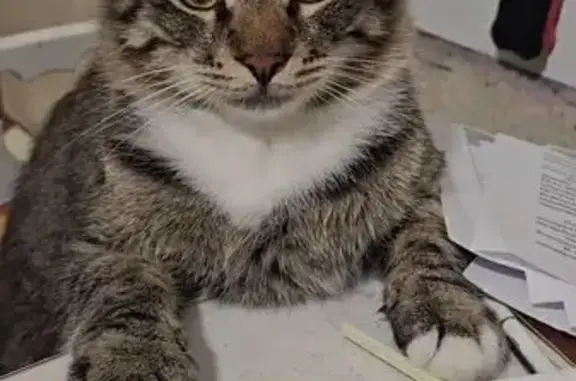 Кошки потеряшки, Москва, фото: Потеряшка кошка, Уральская ул., 6 к6, Москва