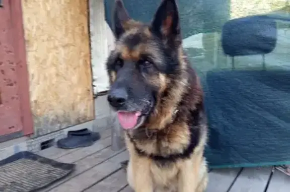 Овчарка найдена, Центральная улица, Тюмень