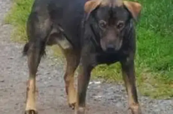 Найдена собака, Московская область, фото: Найдена собака в СНТ Родничок, Могильцы