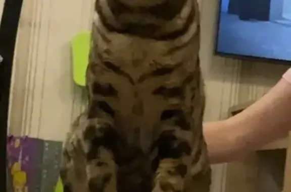 Кошки потеряшки, Мурманская область, фото: Потеряшка кошка, Мурманская обл., 47К-035