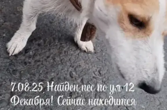 Собака найдена: ул. 12 Декабря, 117 к2, Омск