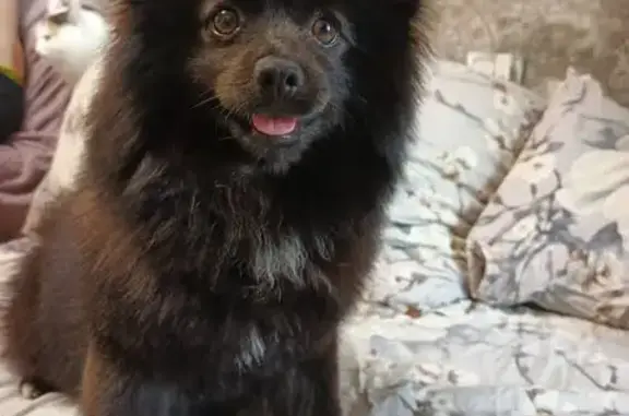 Найдена собака, Лаголовское сельское поселение, фото: Найден черный шпиц, Озерная ул, 1