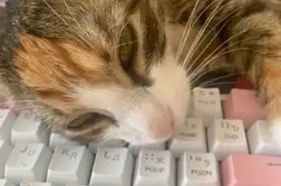 Пропала кошка, Советская 121/8, Борисоглебск