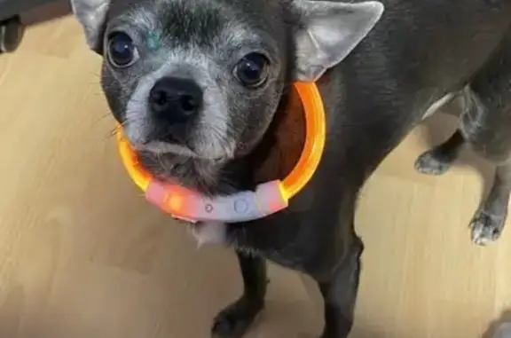 Собаки потеряшки, , фото: Потеряшка собака на Восточной улице, Корфовское