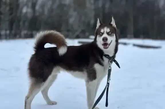 Собаки потеряшки, Брянск, фото: Потеряшка собака, ул. Профсоюзов, 22, Брянск