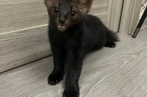 Объявления о пропавших и найденных животных, Ростовская область, фото: Пропал соболь в садах Юбилейные, дача 103