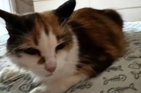 Кошка найдена, ул. Немцова, 39, Тюмень