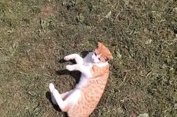 Кошки потеряшки, Йошкар-Ола, фото: Потеряшка рыжий кот, ул. Димитрова, Йошкар-Ола