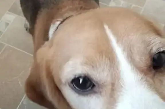 Найдена собака, Ликино-Дулёво, фото: Бигль найден у магазина, Ленина 7, Ликино