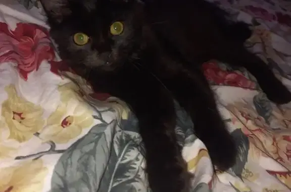 Пропала чёрная кошка, Ангарская 4А