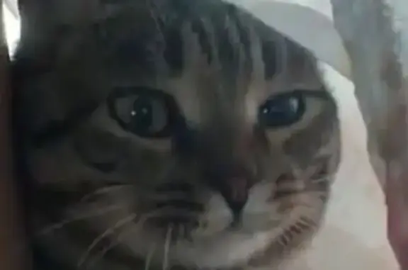 Кошки потеряшки, Нижневартовск, фото: Потеряшка кот Ёся, ул. 2П-2, 24 с4А