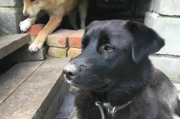 Найдена собака, , фото: Собаки найдены в МО, деревня.