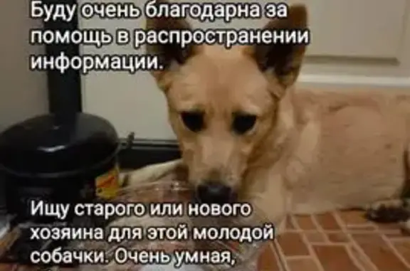 Найдена собака, ул. Красикова, 44, Казань