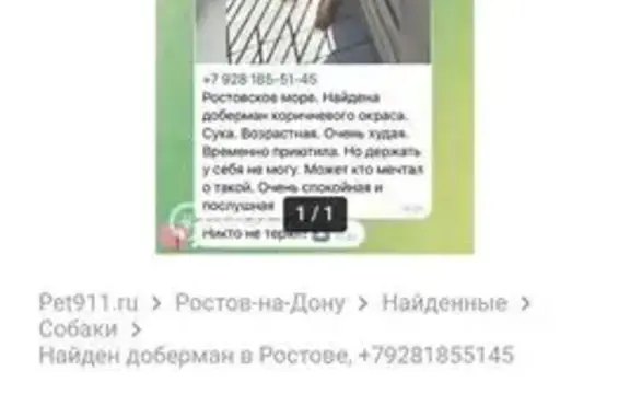Пропала собака, пл. Ленина 4А, Воронеж