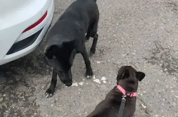 Собака найдена на Институтской, 13