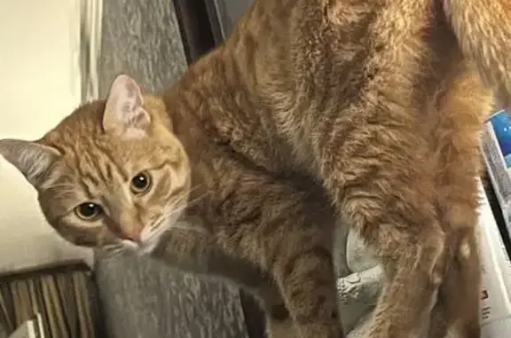 Пропала кошка в МО, Рыжий, средняя.