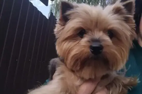 Найдена собака, Брянск, фото: Собака найдена, Ромашина 60, Брянск