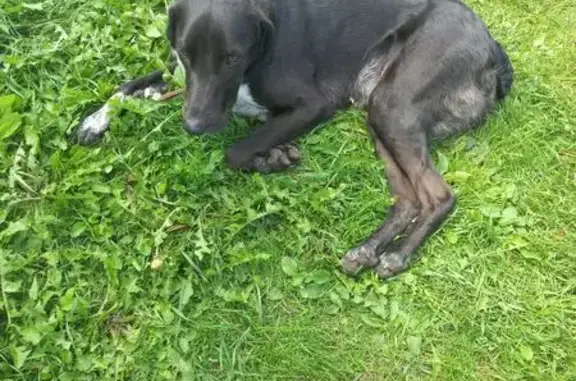 Найдена собака, Владимир, фото: Собака найдена: Энергетиков, Владимир