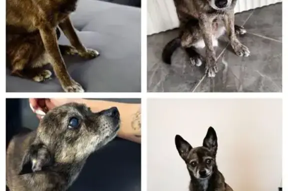 Собаки потеряшки, Балтийск, фото: Потеряшка собака, ул. Боткина, 9, Балтийск