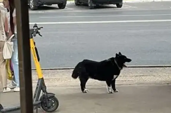 Собака найдена у ДК Салют, Мате Залка, Чебоксары