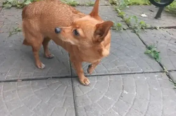 Найдена собака, Мыски, фото: Собака найдена: Привокзальная ул, 44, Мыски