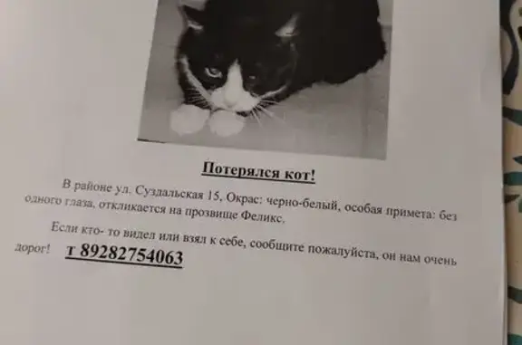 Кошки потеряшки, Краснодар, фото: Потеряшка кошка, ул. Суздальская 15, Краснодар