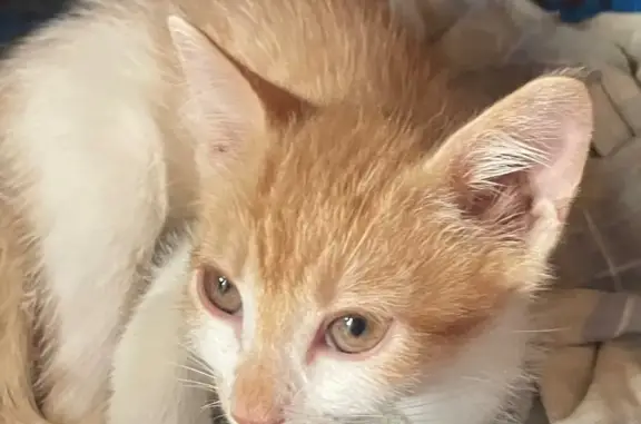 Кошки потеряшки, , фото: Потеряшка кошка