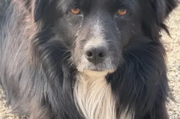 Собаки потеряшки, , фото: Потеряшка собака, Центр. ул., Садовый