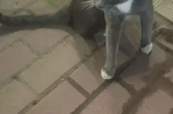 Найдена кошка, Калуга, фото: Кошка найдена у Дикси, Маршала Жукова, 3