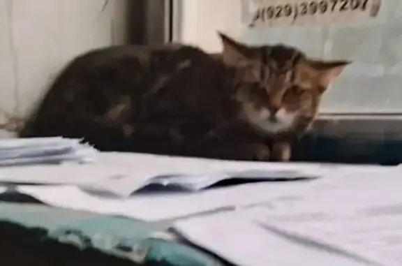 Найдена кошка, Барнаул, фото: Кошка найдена: Малый Прудской, 38