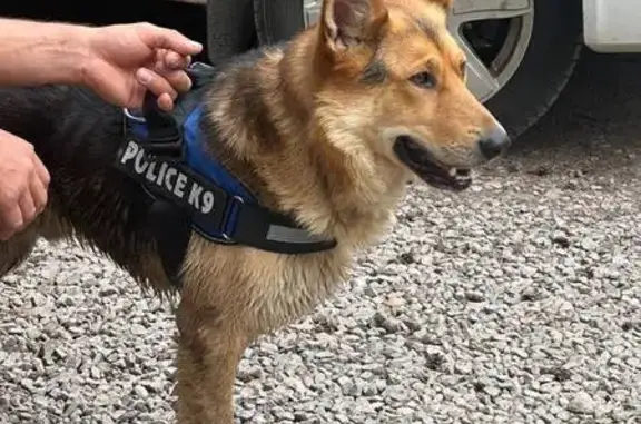 Найдена собака, , фото: Собака найдена: Приморское шоссе, MYTREE