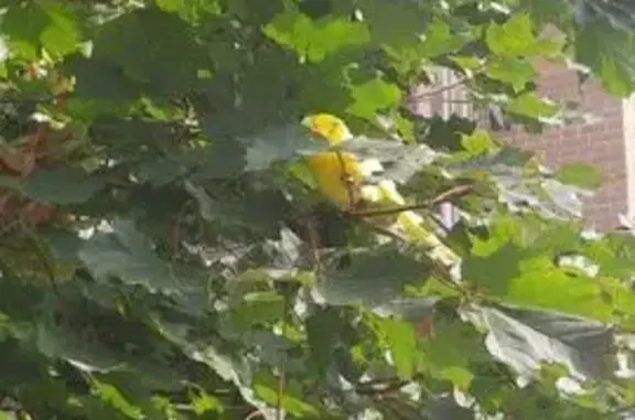 Попугай у Винлаб, Учительская ул. 18 к1