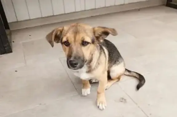 Щенок найден: Сизова-Комсомольский, Барнаул