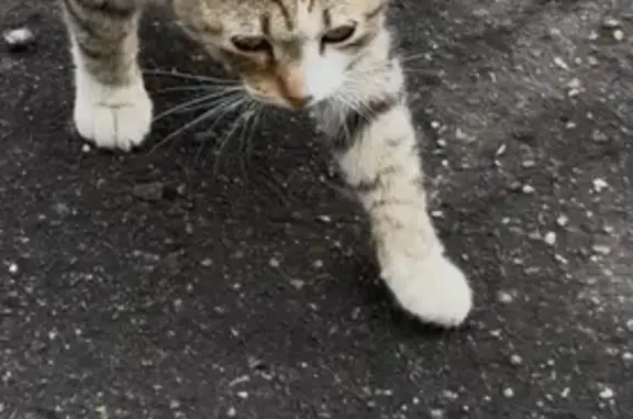 Кошка найдена: ул. Елены Колесовой, 58