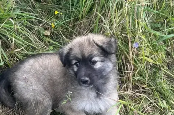 Собака найдена: Центральная 1В к2, Пенза