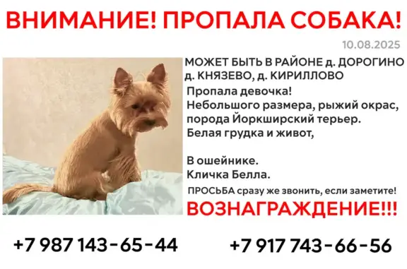 Пропала собака на ул. Дружбы, 34