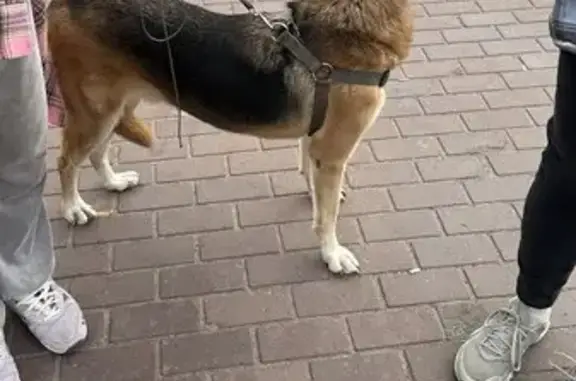 Собака найдена: Московский пр., 78, СПб