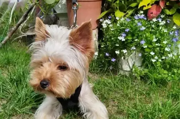 Найдена собака, Ленинградская область, фото: Найдена собака, Куйвозовское с/п, Ленобласть