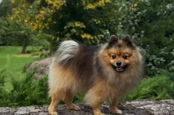 Трехцветный пёс найден в Серёдкинской волости