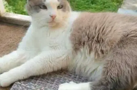 Кошки потеряшки, , фото: Потеряшка кошка