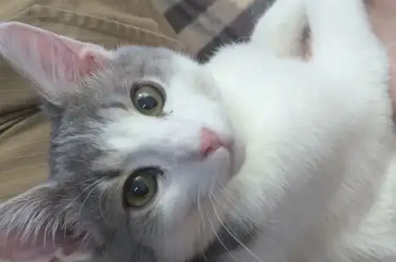 Кошки потеряшки, Чебоксары, фото: Потеряшка кошка Кузя, ул. Гайдара 4, Чебоксары