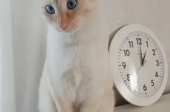 Кошки потеряшки, Иркутск, фото: Потеряшка кошка Симба, Иркутск, Ворошиловская 14А