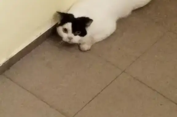 Найдена кошка, Смоленск, фото: Найдена кошка, ул. Авиаторов 9, Смоленск