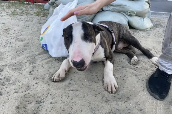 Найдена собака, городской округ Сургут, фото: Собака найдена: ул. Каролинского, 8, Сургут