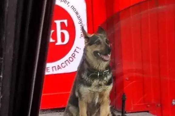 Собака найдена у Шевченко, 225, Оренбург