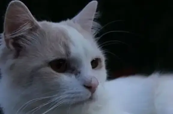 Кошки потеряшки, , фото: Потеряшка кошка, Центральная ул. 68/1