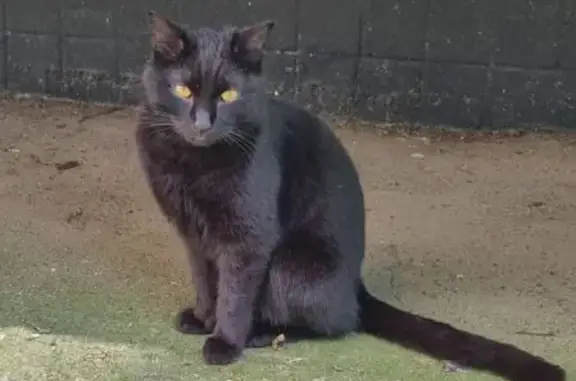 Кошка найдена: Южнобутовская, 1, Москва