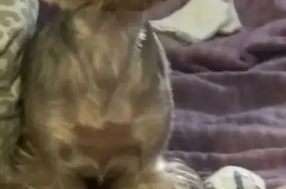 Собаки потеряшки, Казань, фото: Потеряшка собака Бетти, ул. Чкалова, Казань